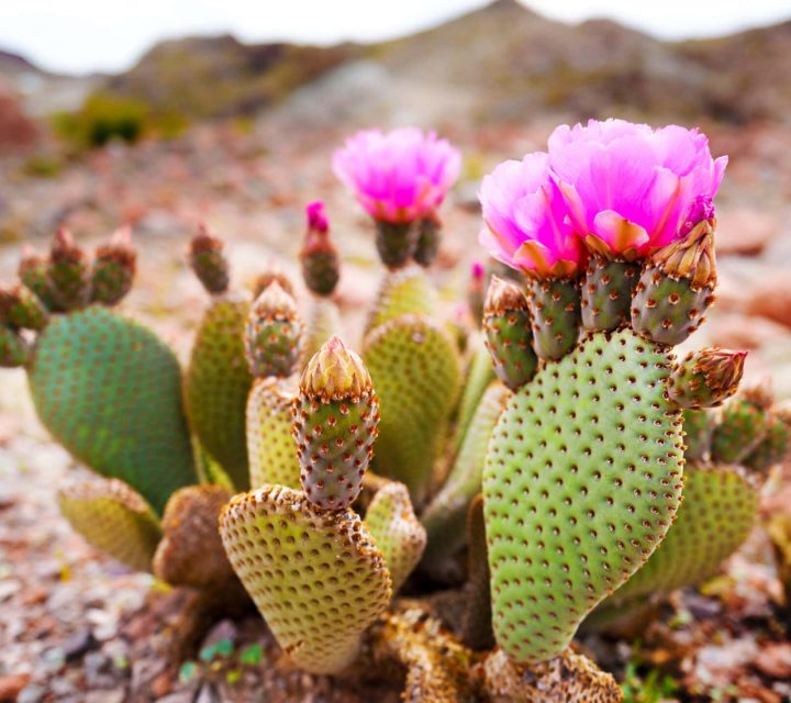 prickly pear cactus flower blooming in desert